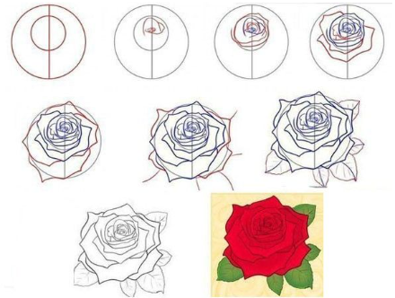 A detailed rose Drawing Ideas