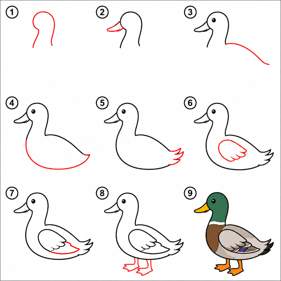Adult Duck Drawing Ideas