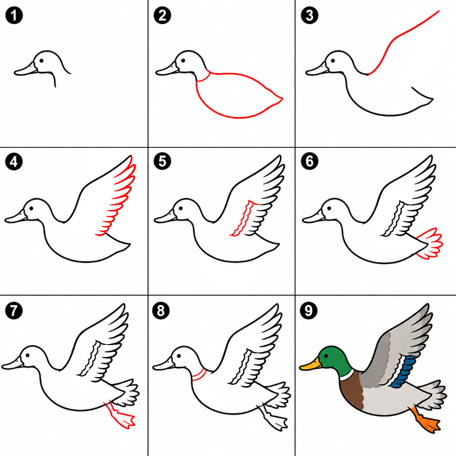 How to draw Duck flying