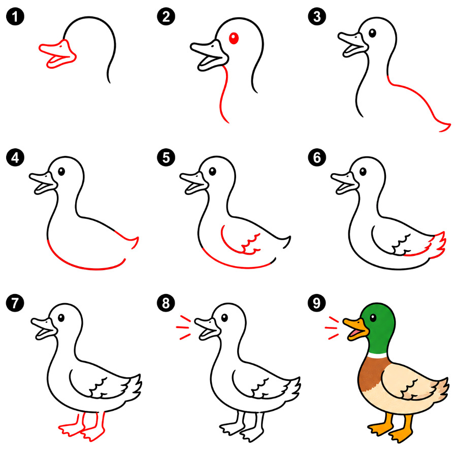 How to draw Duck quacking