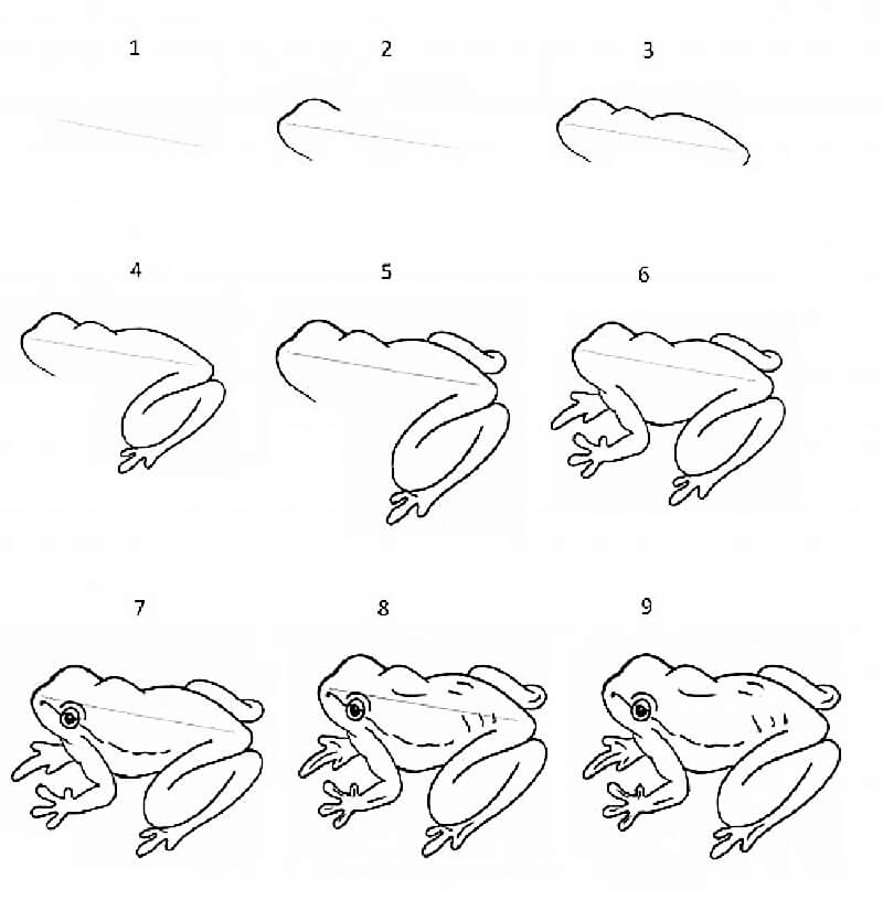 A Frog Sketch Drawing Ideas