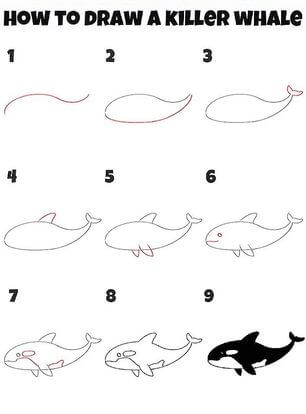 A Killer Whale Drawing Ideas