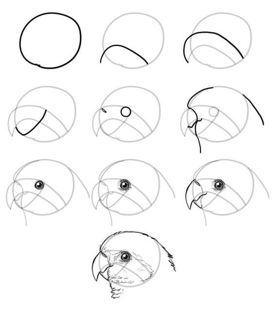 How to draw Bird head