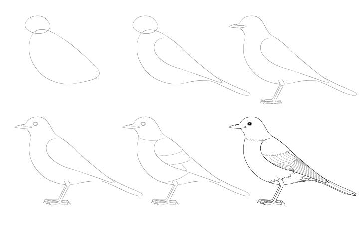How to draw Bird idea (1)