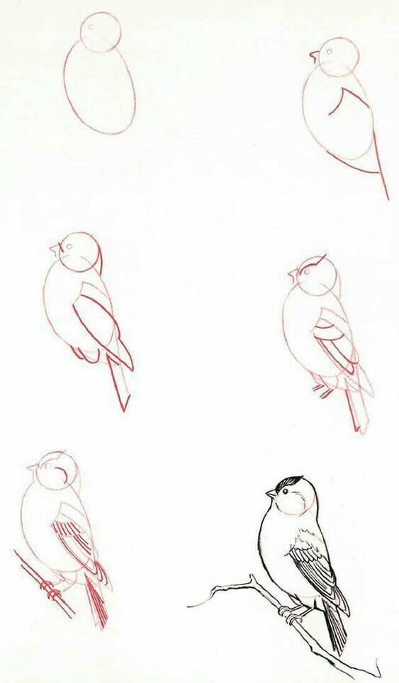 How to draw Bird idea (20)