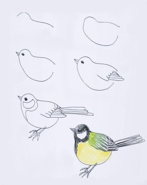 How to draw Bird idea (26)