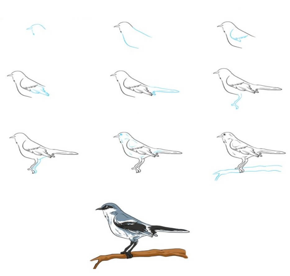 How to draw Bird idea (4)