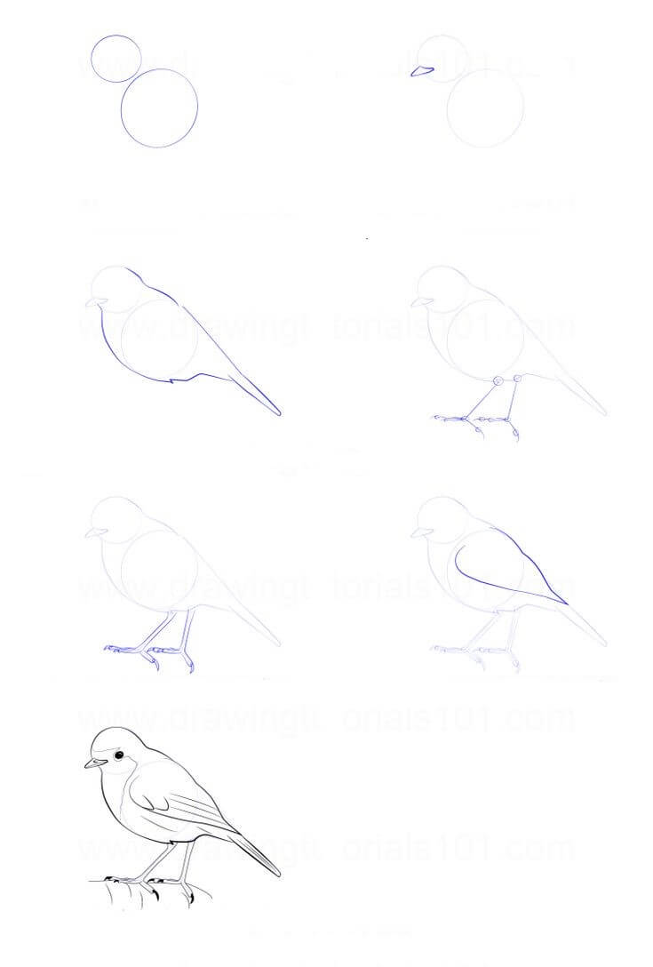 Bird idea (5) Drawing Ideas