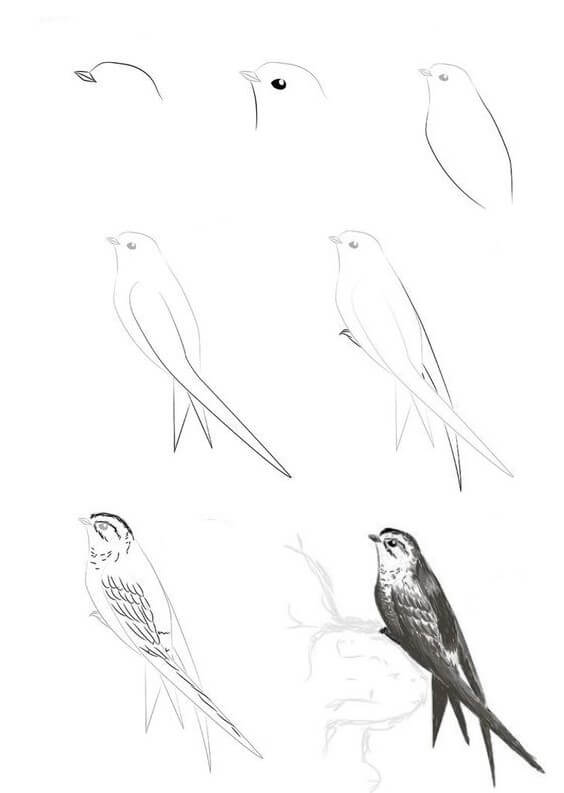 Bird idea (9) Drawing Ideas