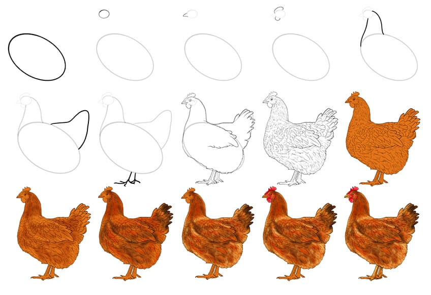 Chicken idea (4) Drawing Ideas