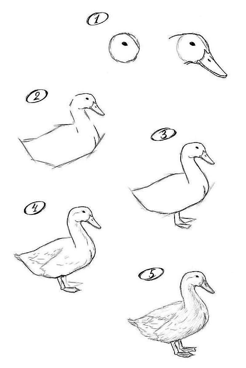 Duck Sketch Drawing Ideas