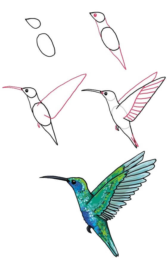 How to draw Hummingbird (2)