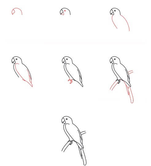 How to draw Macaw (2)