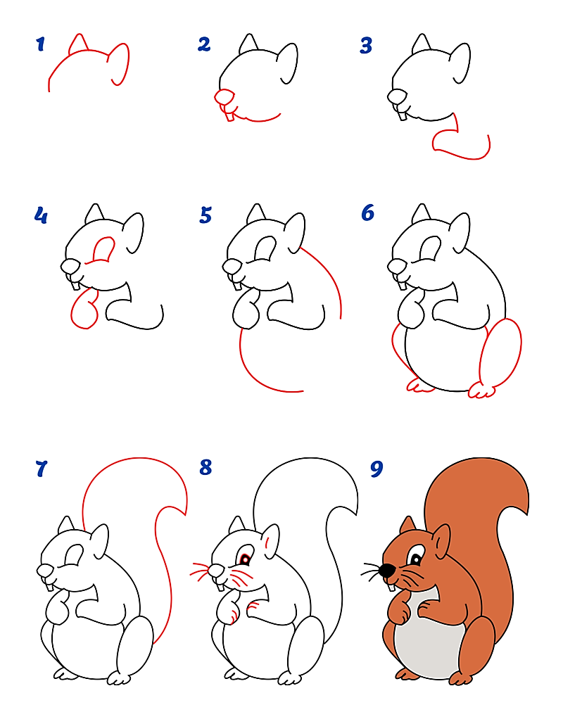 A Squirrel idea 13 Drawing Ideas