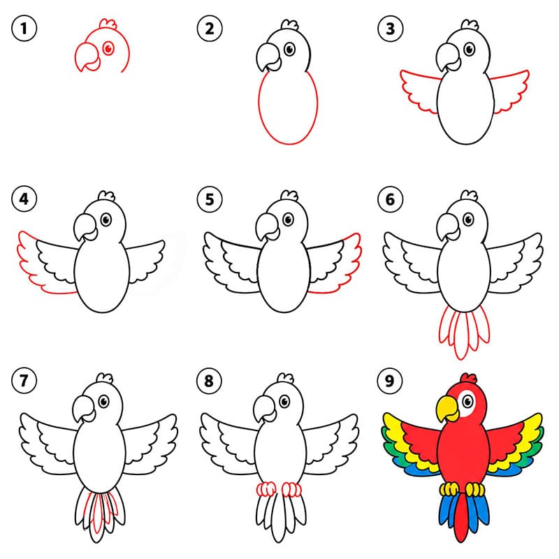 Parrot open wings Drawing Ideas
