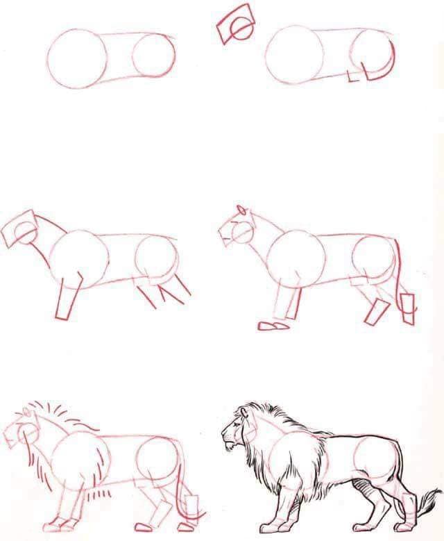 A Lion Sketch Drawing Ideas