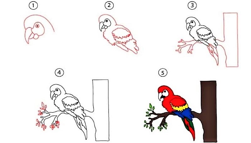 Parrot idea 10 Drawing Ideas