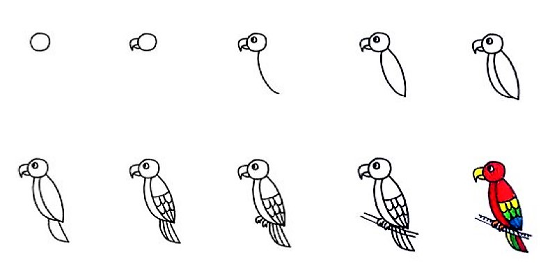 Parrot idea 3 Drawing Ideas