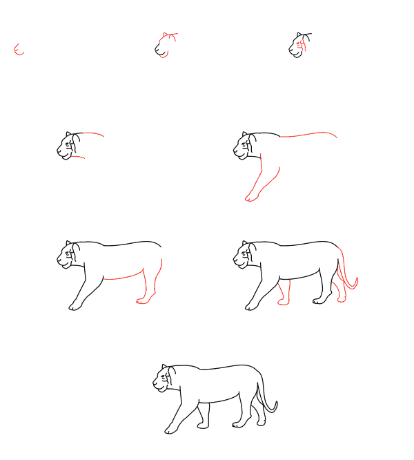 How to draw Tiger