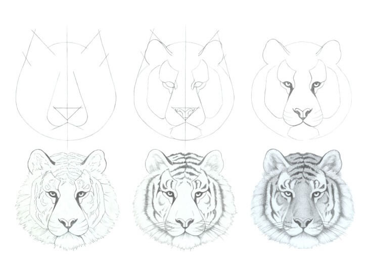 How to draw Tiger idea (24)