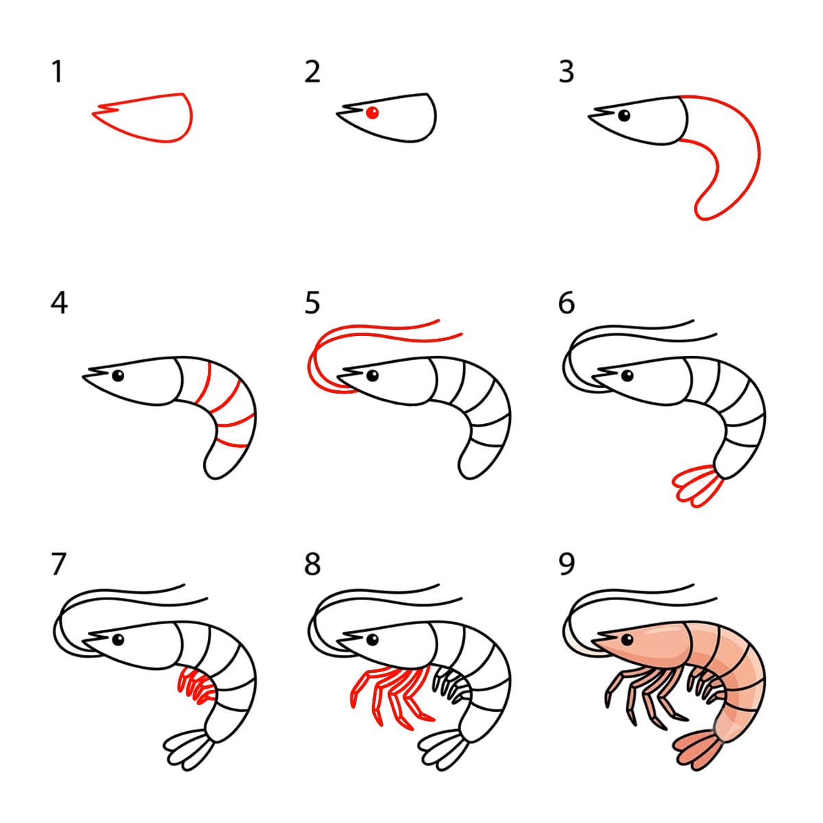 How to draw Basic shrimp