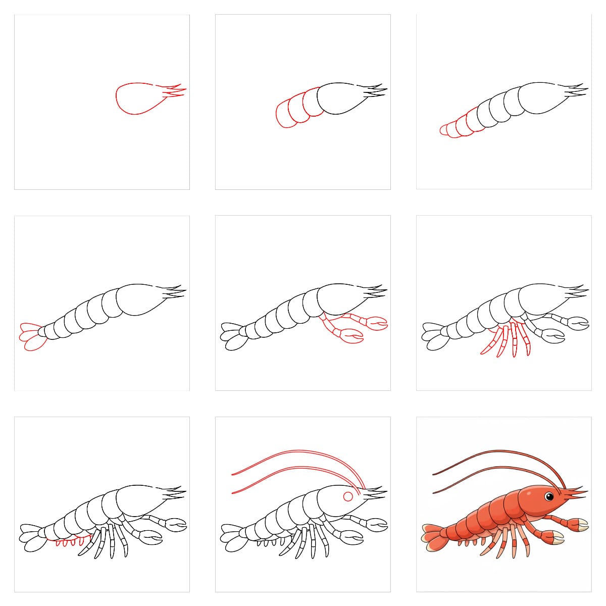 How to draw Shrimp free print