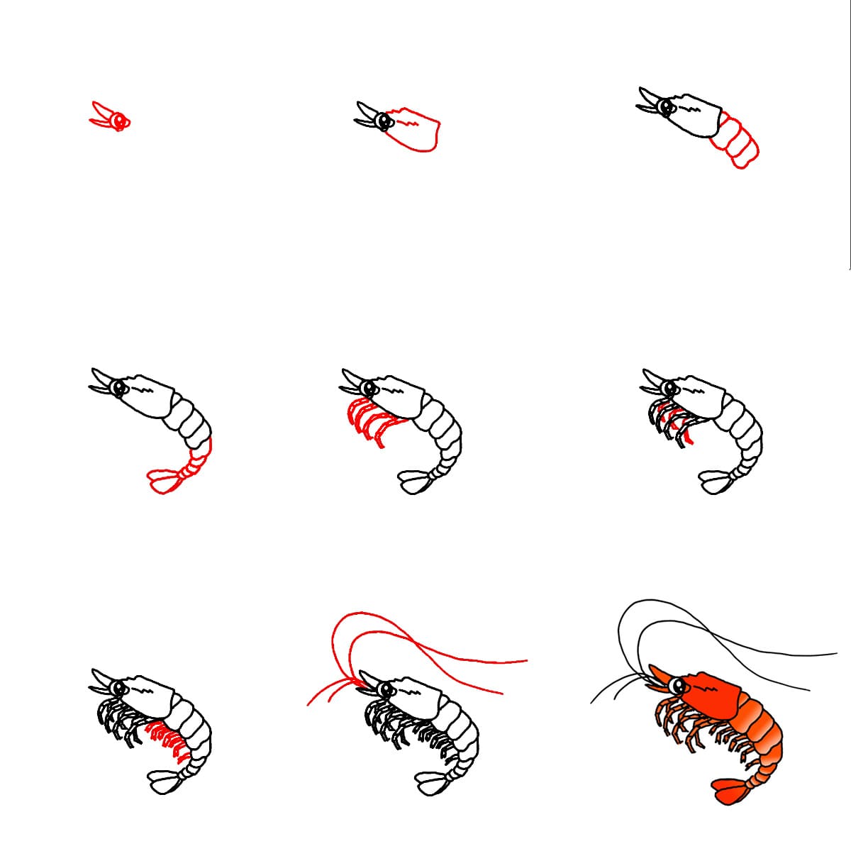 How to draw Shrimp printable