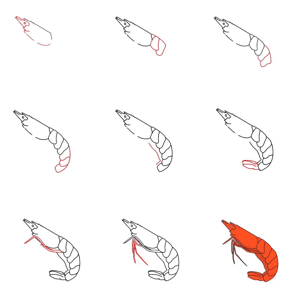 How to draw Simple Shrimp