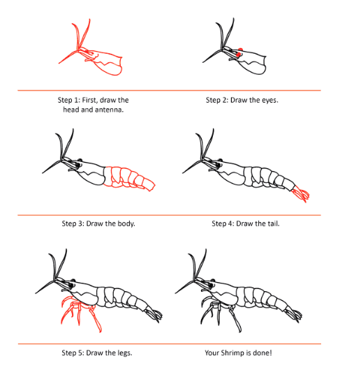 A detailed shrimp Drawing Ideas