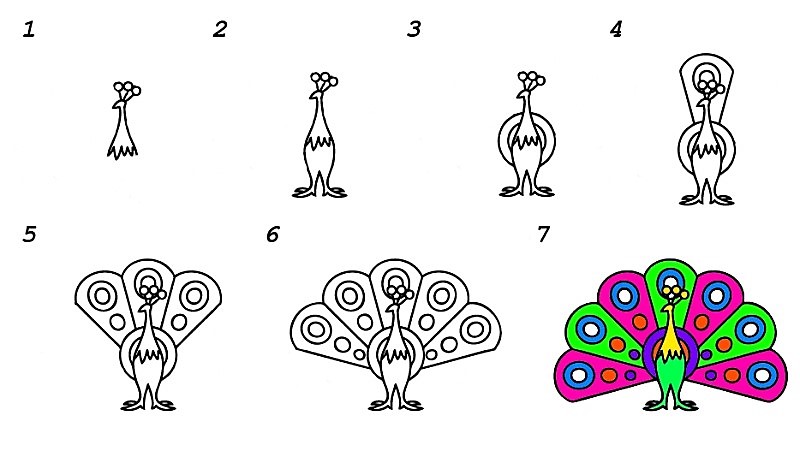 A multicolored peacock Drawing Ideas