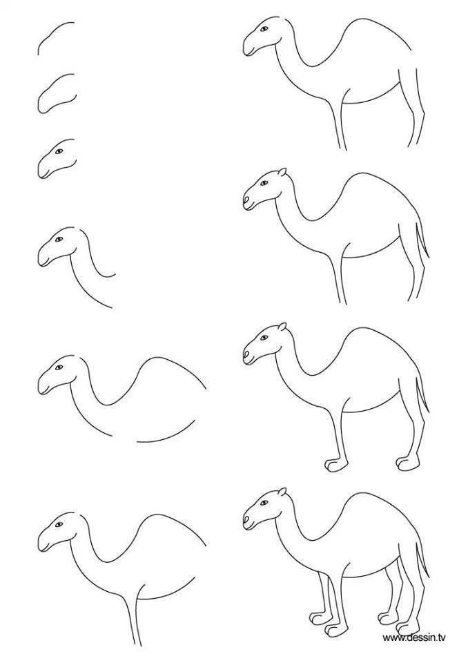 A simple camel Drawing Ideas