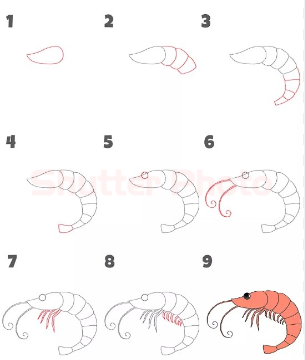 A simple shrimp Drawing Ideas