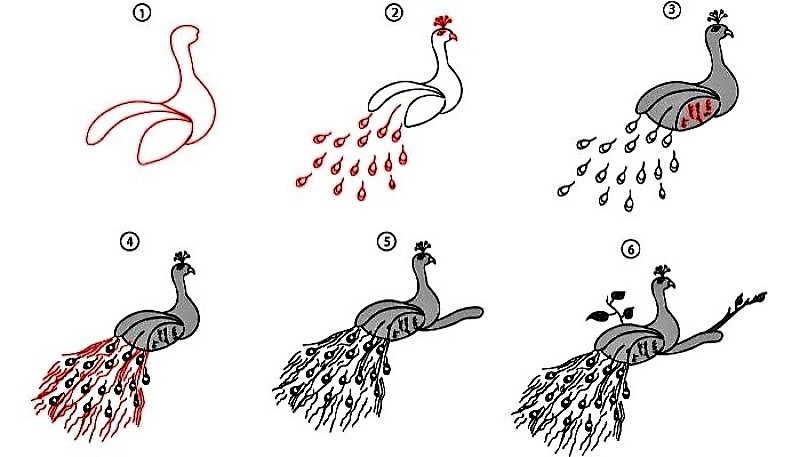 A simple step by step peacock Drawing Ideas