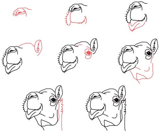 How to draw Camel face