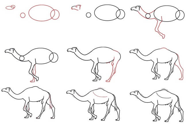 How to draw Little camel
