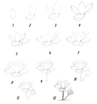 Lotus idea 8 Drawing Ideas