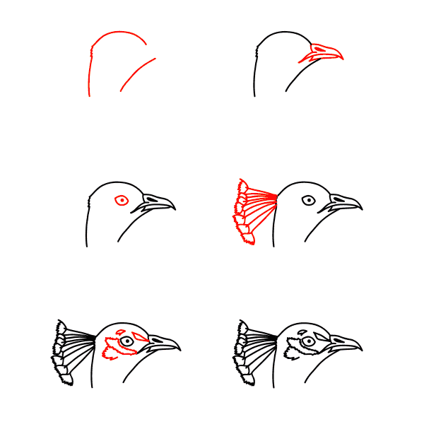 How to draw Peacock face
