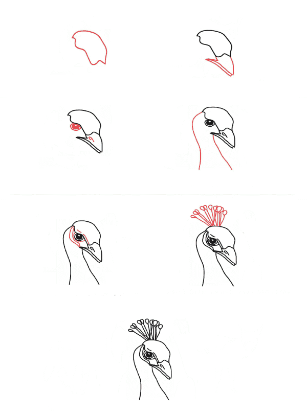 How to draw Peacock head