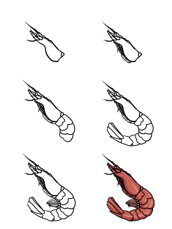 Shrimp idea 1 Drawing Ideas