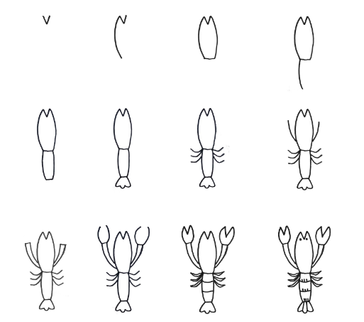 Shrimp Drawing Ideas