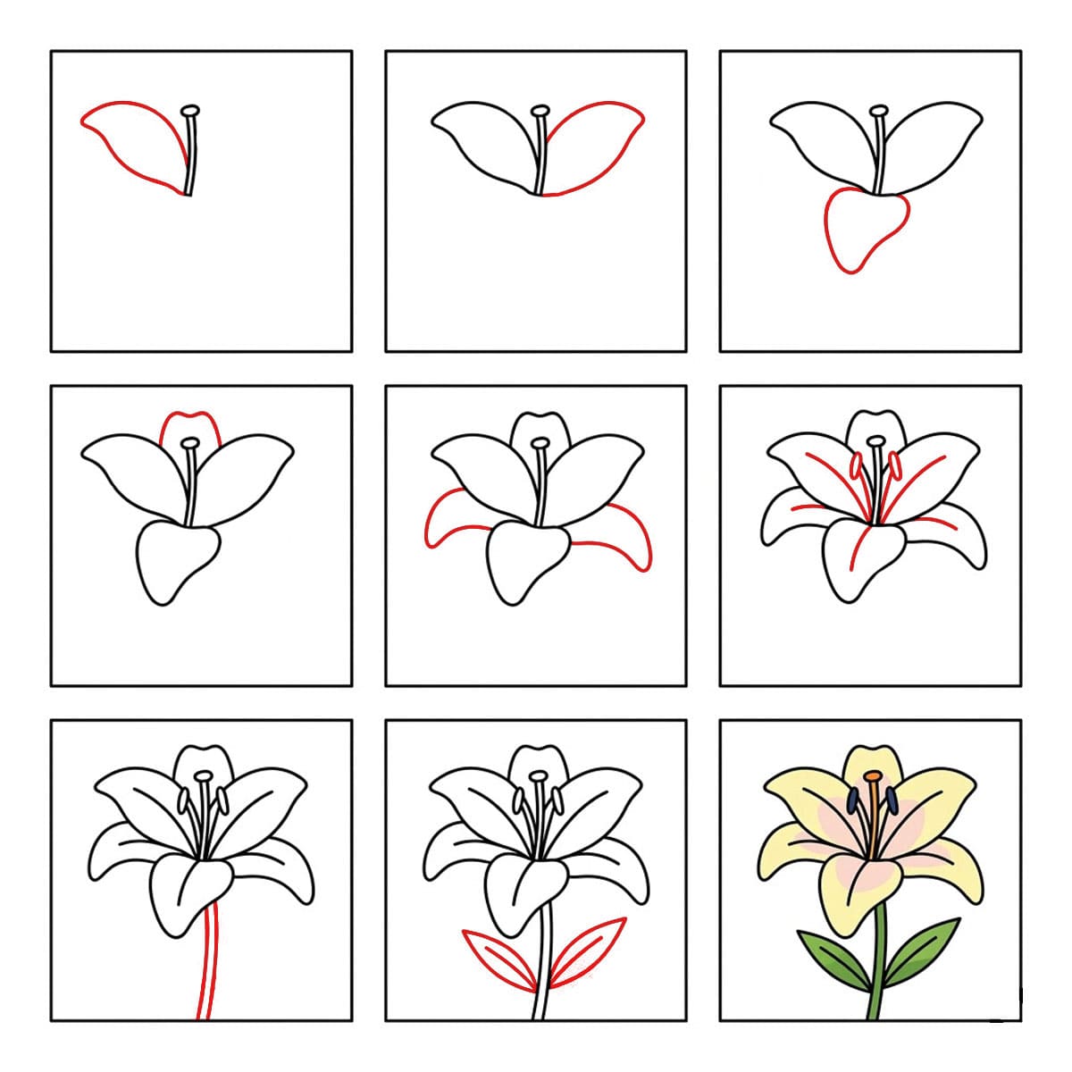 Bright Lily Drawing Ideas