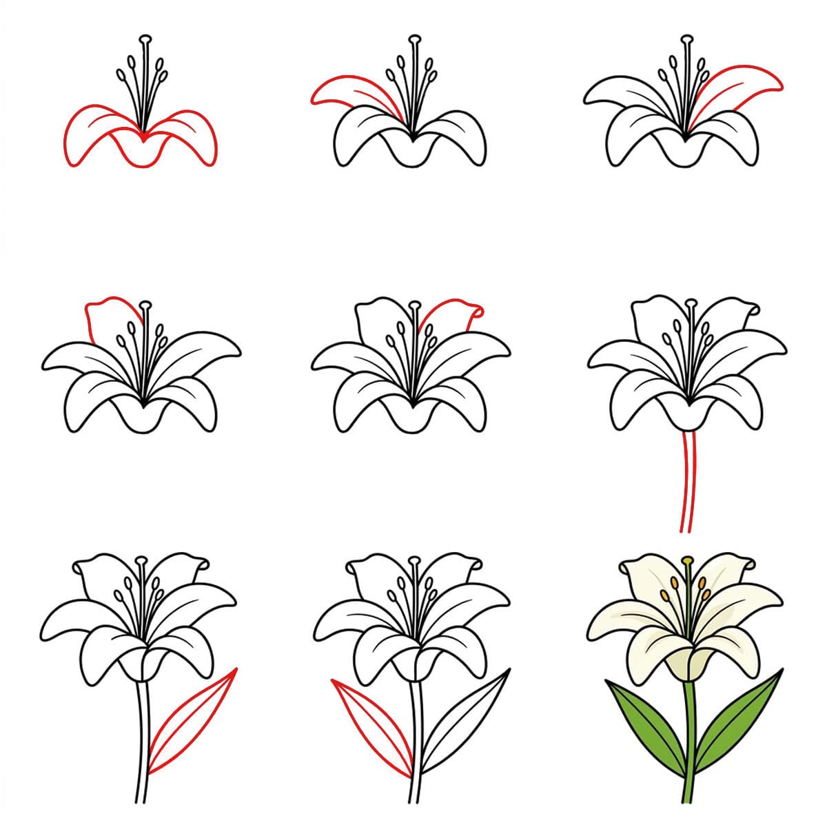 Delicate Lily Drawing Ideas
