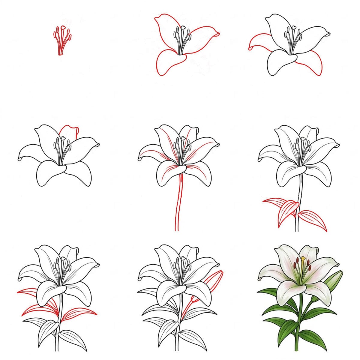 Gentle Lily Drawing Ideas