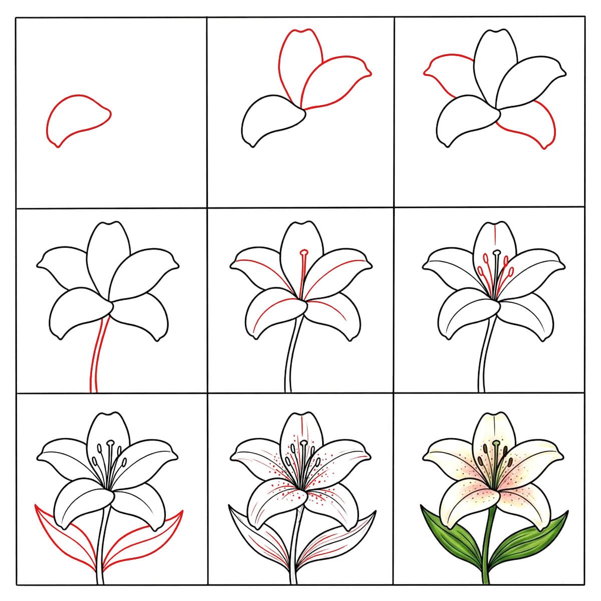 Graceful Lily Drawing Ideas