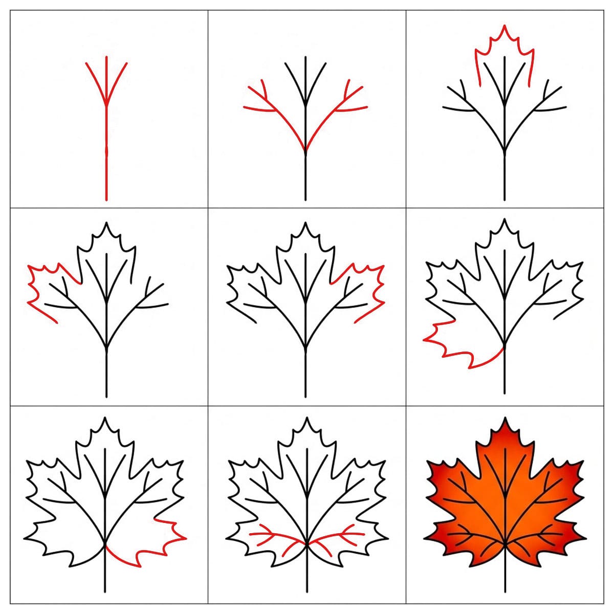 Maple Leaf Structure Drawing Ideas