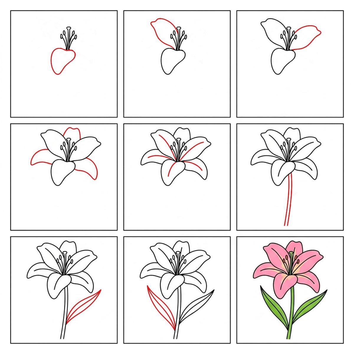Pretty Lily Drawing Ideas