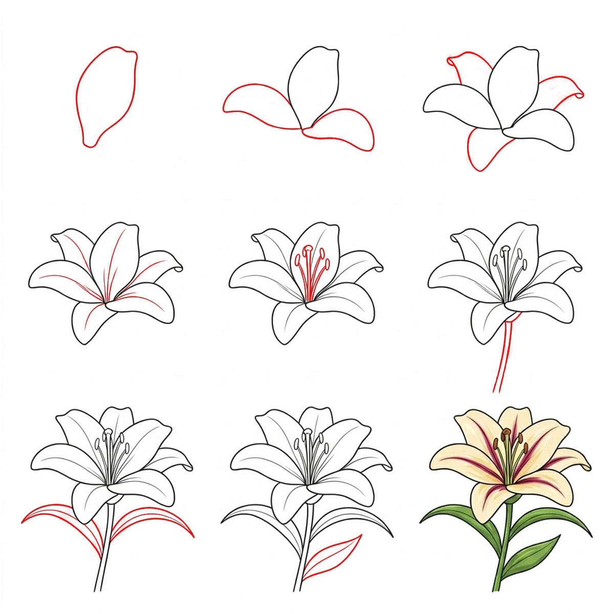 Soft Lily Drawing Ideas