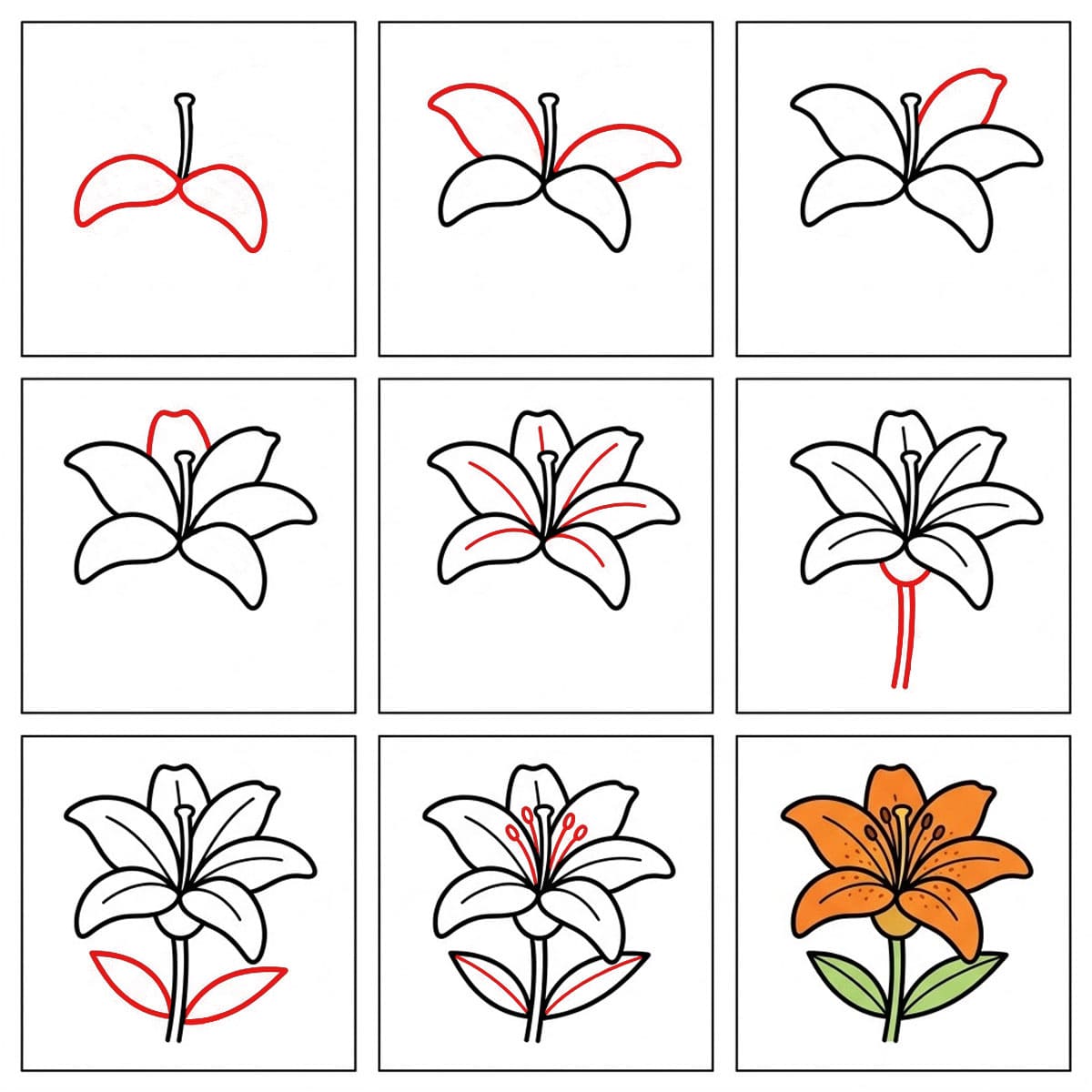 Vibrant Lily Drawing Ideas