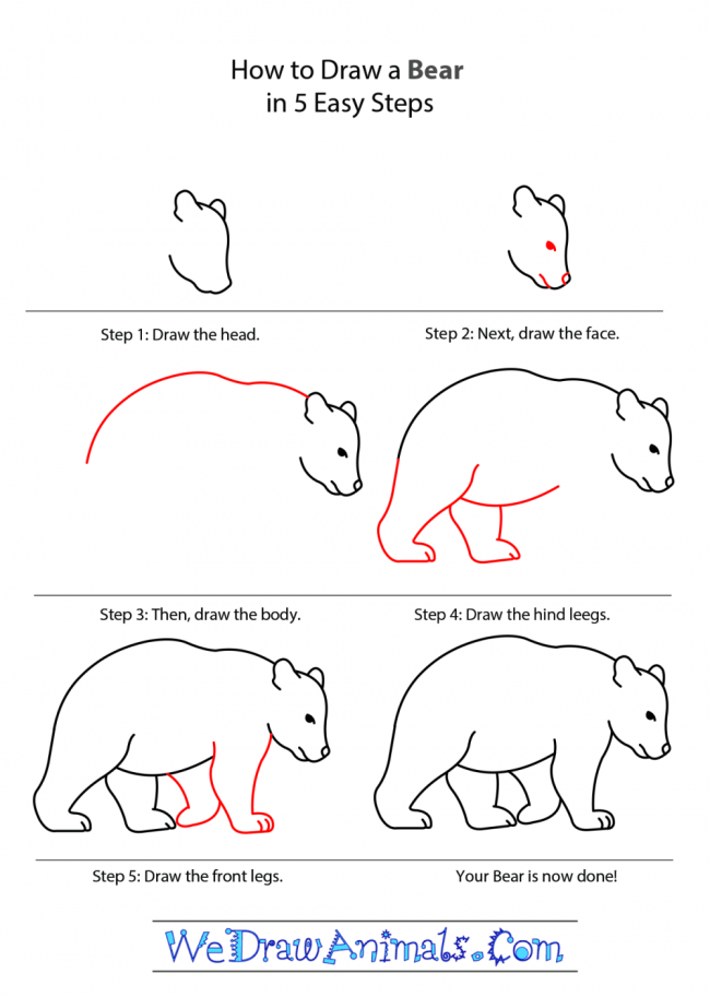 How to draw A bear step by step