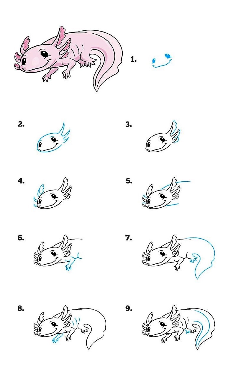A detailed step-by-step Axolotl Drawing Ideas